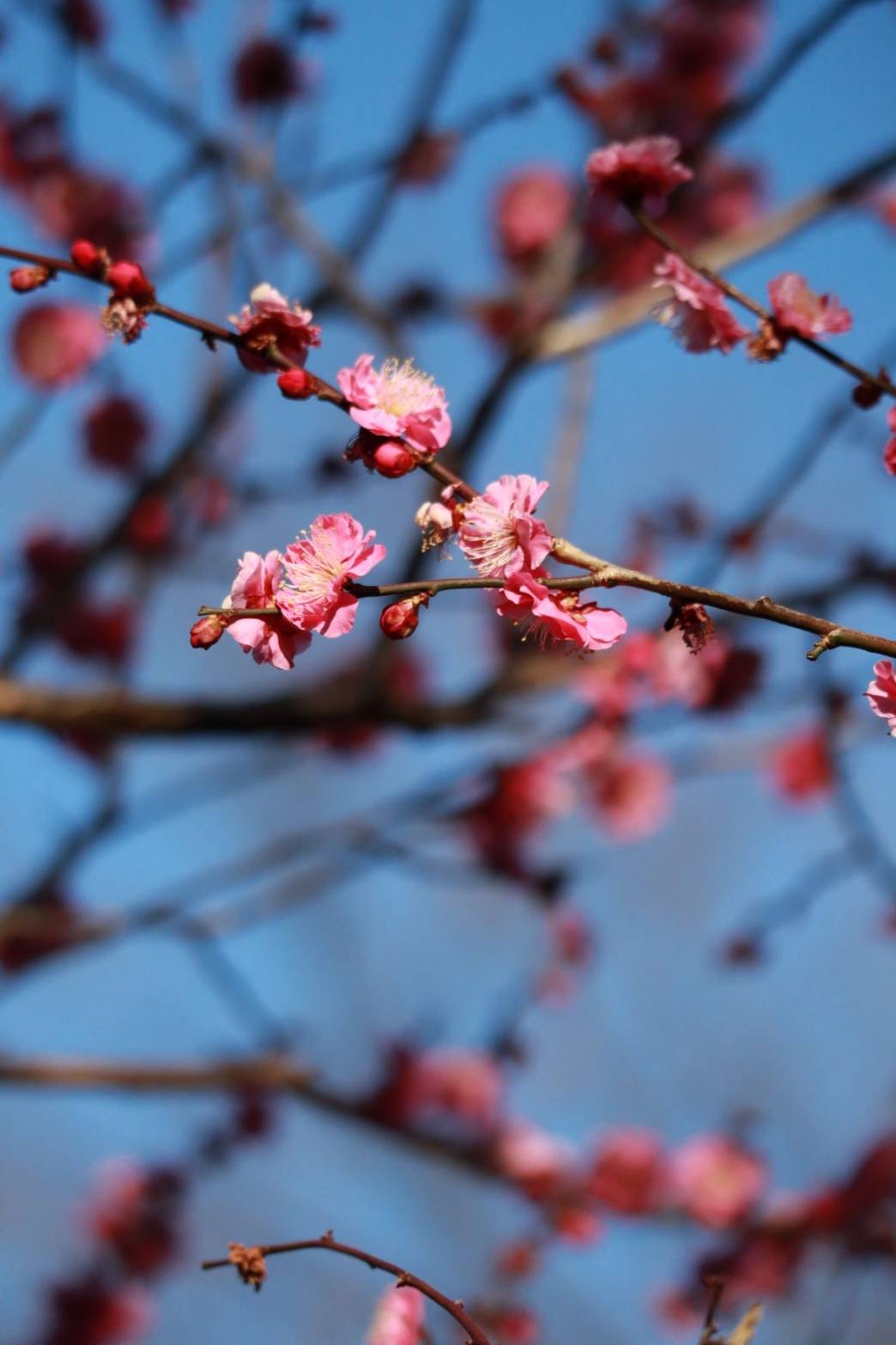 梅の花が咲きはじめました ｂｙ青葉園 埼玉県 東京都のお葬式なら青葉ライフサポート 旧青葉葬祭